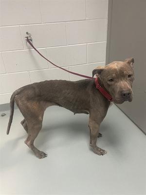BRITNEY, Pit Bull Terrier, adult, available for adoption