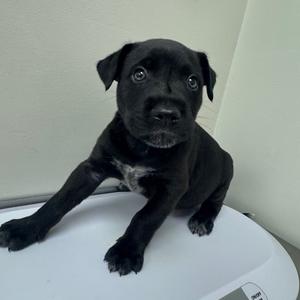 A black puppy with a white patch on its chest is sitting on a white surface, looking directly at the camera.