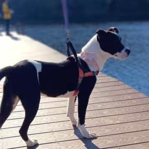 Corey Taylor, Mixed Breed (Medium), available for adoption