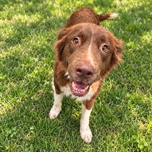 A brown and white dog with floppy ears standing on green grass, looking up with its mouth open and tongue out.