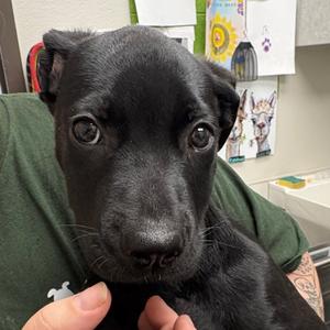 52 Card PickUp, Mixed Breed (Large), puppy, available for adoption