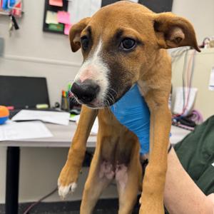 Ashley, Mixed Breed (Medium), puppy, available for adoption