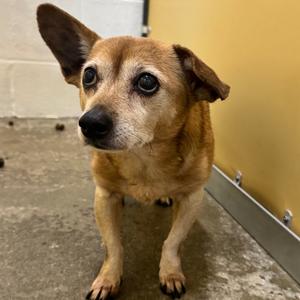 Corckie, Mixed Breed (Small), adult, available for adoption