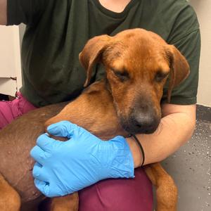 Drac, Mixed Breed (Large), available for adoption