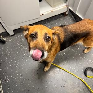 Alisha, Mixed Breed (Medium), senior, available for adoption