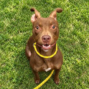 A brown dog with perked ears and a yellow collar is sitting on a grassy lawn, looking up with a happy expression.