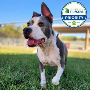 Baby Love, Mixed Breed (Medium), senior, available for adoption