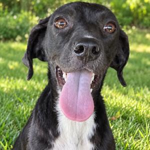 Bouncy Ball, Mixed Breed (Small), young, available for adoption
