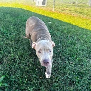 Aurora, Mixed Breed (Medium), available for adoption