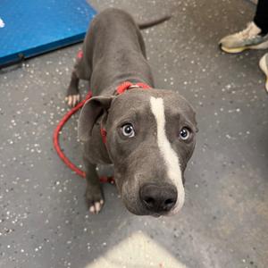 A gray puppy with a white stripe on its face, wearing a red collar and leash, looking up at the camera.