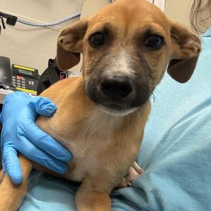 Bass, Mixed Breed (Medium), puppy, available for adoption