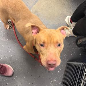 Athena, Mixed Breed (Medium), adult, available for adoption