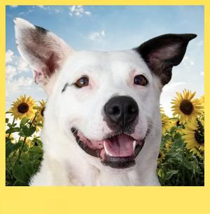 Callie, Mixed Breed, adult, available for adoption