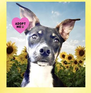Rue Spencer, Mixed Breed / Terrier, young, available for adoption