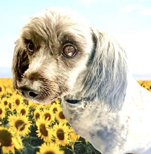 Happy Feet, Miniature Poodle, adult, available for adoption