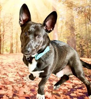 Bear Courtesy Listing, Corgi, adult, available for adoption