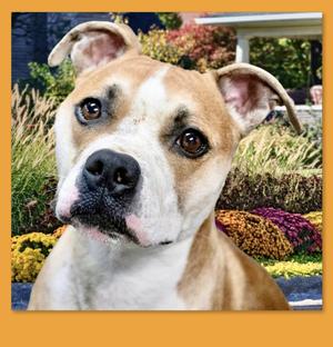 Bridget, Mixed Breed / Boxer, adult, available for adoption