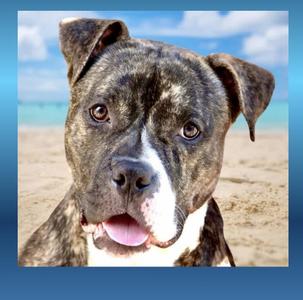 Barney, American Bulldog, adult, available for adoption