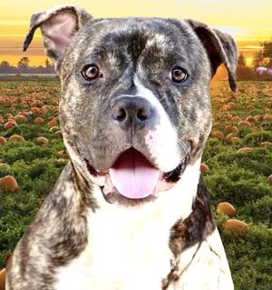 Barney, American Bulldog, adult, available for adoption