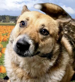 Calvin, German Shepherd Dog / Australian Cattle Dog / Blue Heeler, adult, available for adoption