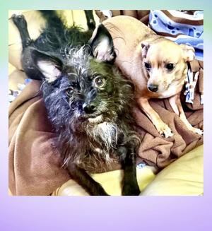 Margie & Sweetie, Wirehaired Terrier, adult, available for adoption
