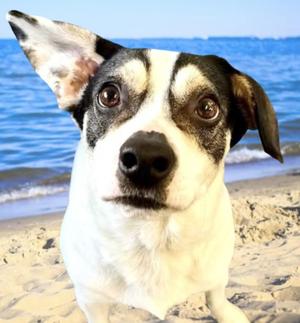 Hank The Tank, Rat Terrier / Jack Russell Terrier, adult, available for adoption