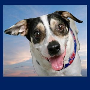 Hank The Tank, Rat Terrier / Jack Russell Terrier, adult, available for adoption