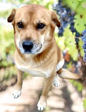 Sugar, Shepherd / Chow Chow, adult, available for adoption