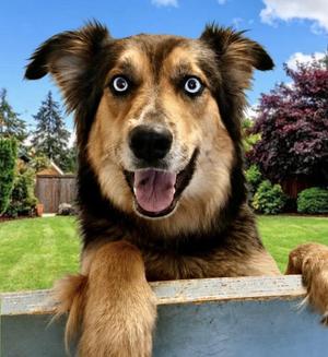 Gypsy Marie, Australian Shepherd, adult, available for adoption
