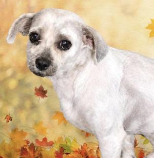Swiffer, Miniature Poodle / Shih poo, adult, available for adoption