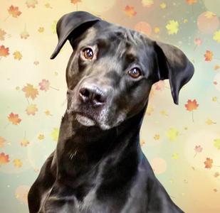 Luther, Labrador Retriever / Hound, young, available for adoption