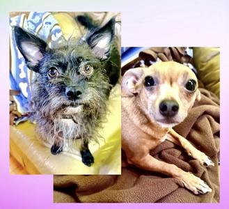 Sweetie & Margie, Chihuahua, adult, available for adoption