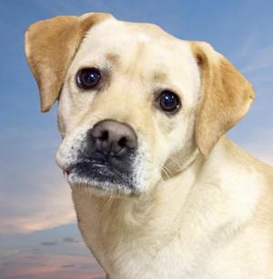 A close-up of a yellow Labrador Retriever with a slightly sad expression, looking directly at the camera against a backdrop of a blue sky with soft clouds.