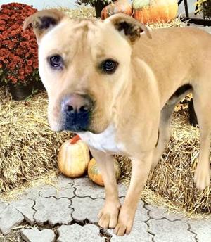 Jeremy Chubbs, American Bulldog, adult, available for adoption