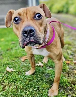 Willow Courtesy Listing, Mixed Breed, young, available for adoption