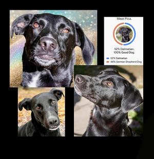 Four images of a black dog. Top left is a close up of a black dog's face. Top right is a circle with a picture of a dog and text about breeds. Bottom left is a close up of a black dog's face looking forward. Bottom right is a black dog looking up and to the right.