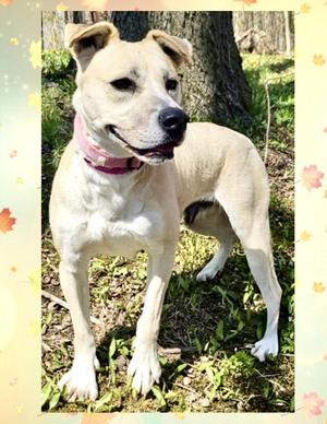 Sascha, Husky / Pit Bull Terrier, adult, available for adoption