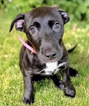 Maple Chiffon, Mixed Breed, puppy, available for adoption