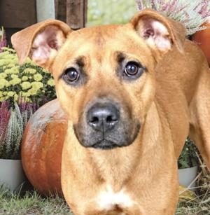 Gertie, Mixed Breed, young, available for adoption