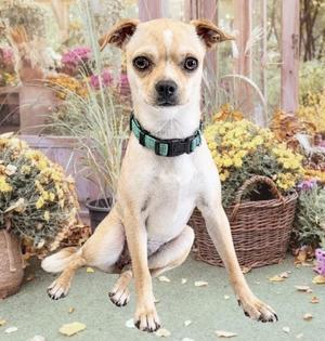 A small dog with a black and green collar sitting on a green surface surrounded by flowers and plants.