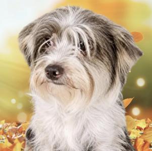 Wesley, Terrier, adult, available for adoption