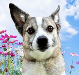 Luna Lee, Mixed Breed, adult, available for adoption