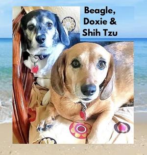 Trudy & Wally (Bonded), Beagle / Dachshund, adult, available for adoption