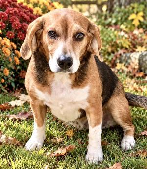 Brittany, Beagle, adult, available for adoption