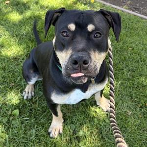 Terk, Pit Bull Terrier, young, available for adoption