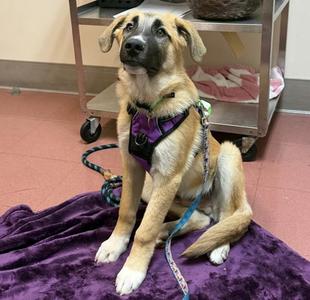 Tyson, Anatolian Shepherd, puppy, available for adoption