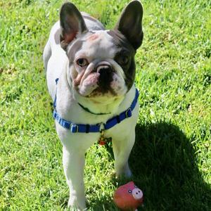 Bugs, French Bulldog, adult, available for adoption