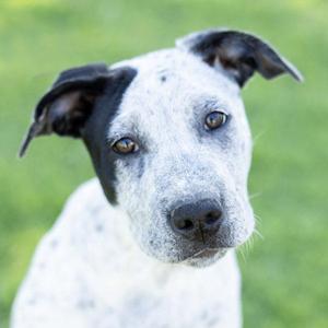 Fiona, Australian Cattle Dog / Blue Heeler / Pit Bull Terrier, young, available for adoption