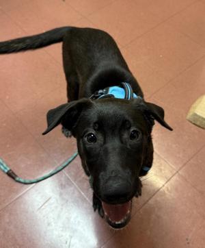 Hallie, Shepherd / Australian Cattle Dog / Blue Heeler, puppy, available for adoption