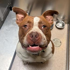 Bambi, American Bulldog / Pit Bull Terrier, adult, available for adoption